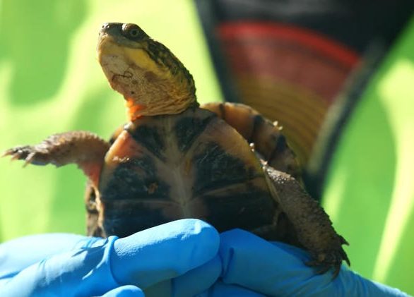 Consumers Energy releases little turtles rescued from Mid-Michigan Pipeline Project